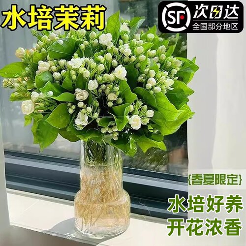 茉莉花水培植物盆栽带花苞办公室内桌面好养懒人鲜花绿植水培花卉