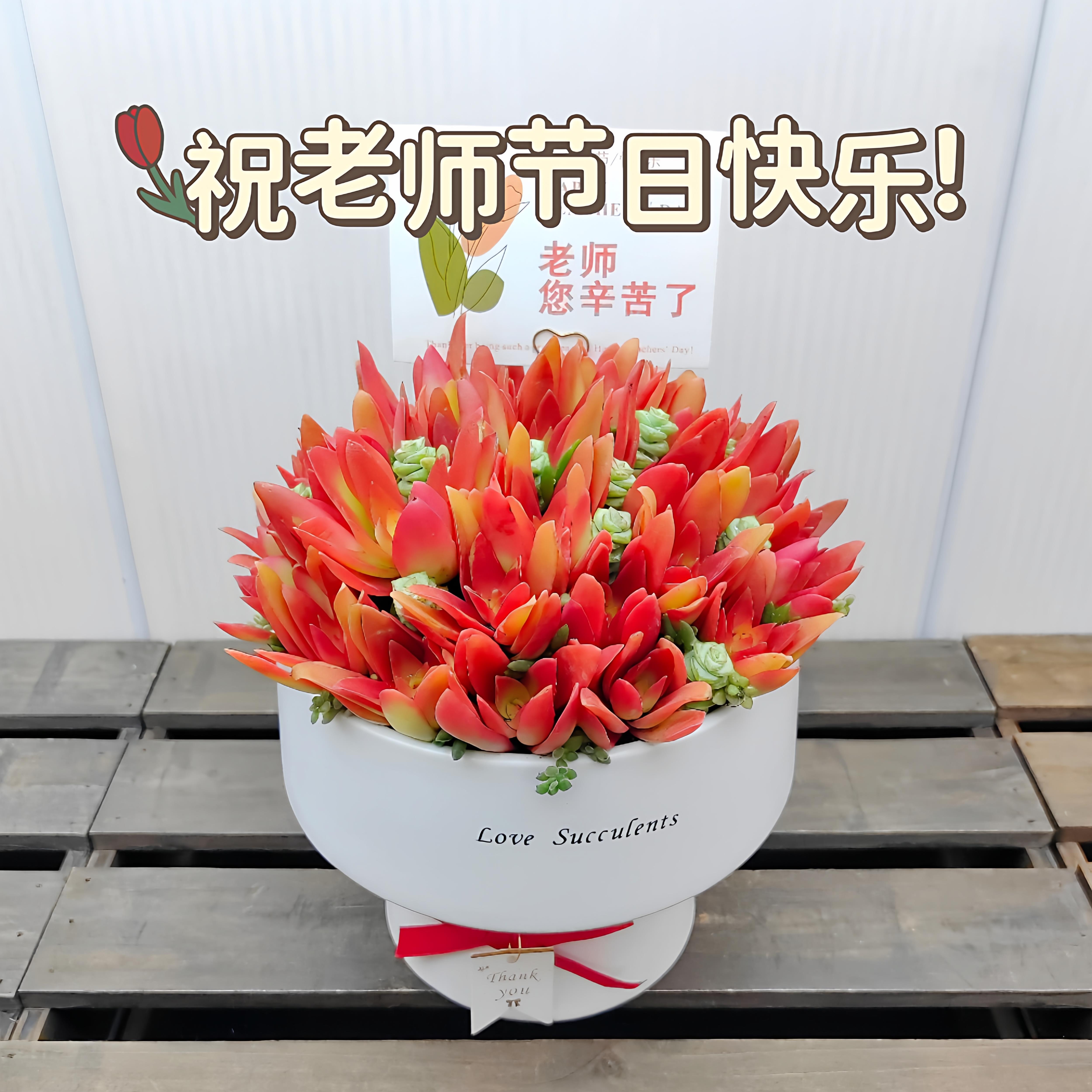 教师节送老师礼品多肉植物创意花束鲜艳红色手捧花送领导带盆栽好