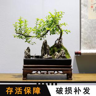 小叶雀梅山水假山石盆景植物造型老桩室内客厅办公室绿植茶室盆栽