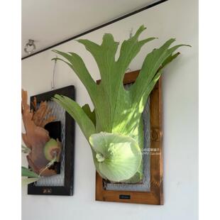 进口鹿角蕨盆栽 何其美鹿角蕨 室内新奇懒人植物网红热植挂墙绿植