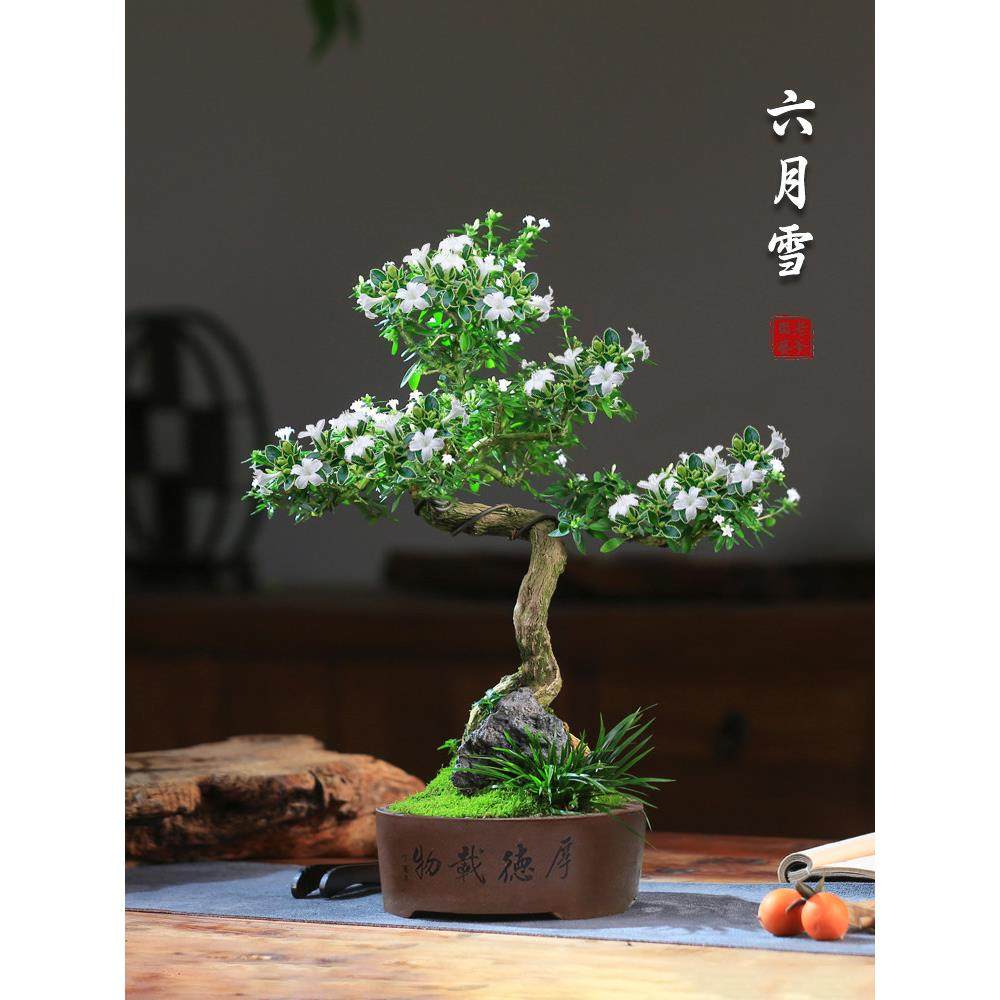 六月雪盆景植物办公室客厅好养老桩造型茶室桌面绿植花卉常绿盆栽,鲜花速递/花卉仿真/绿植园艺,造型盆景,淘宝优惠券,粉丝福利购,淘宝优惠卷