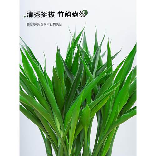 水培富贵竹编织笼竹子带根转运竹办公室内水养招财竹螺纹竹塔送礼