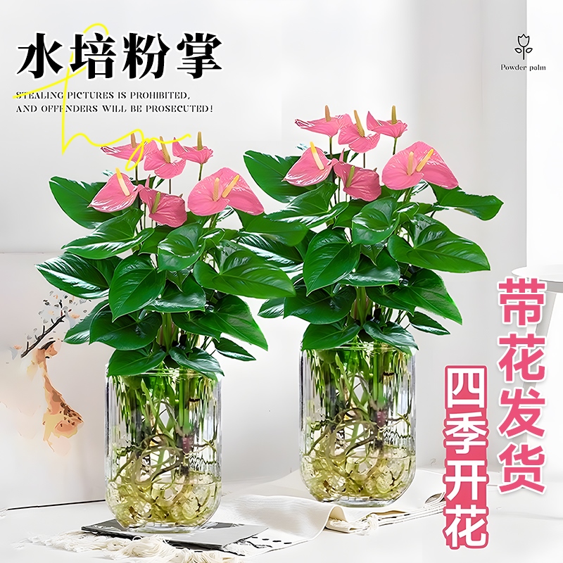 水培植物粉掌盆栽带花红掌白掌花卉鲜花室内好养绿植四季摆放客厅
