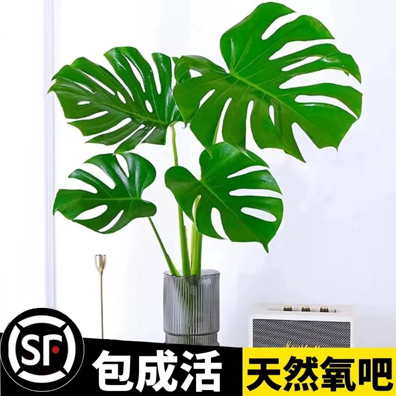龟背竹盆栽老桩室内净化空气天堂鸟大叶客厅常青观叶绿植水培植物