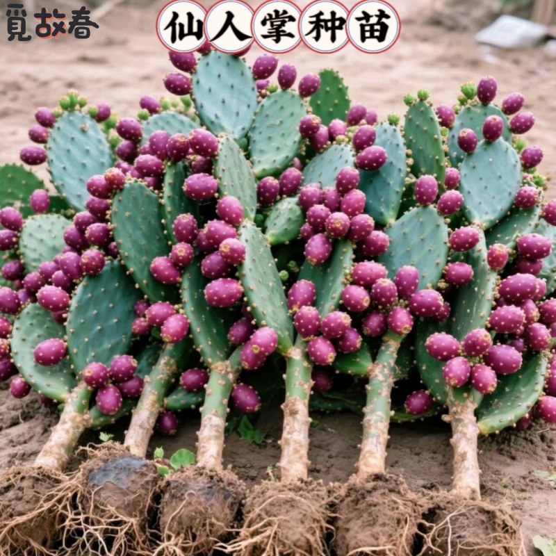 当年结果食用型宝塔红果仙人掌种植黄大刺米邦塔仙人掌火龙果红花