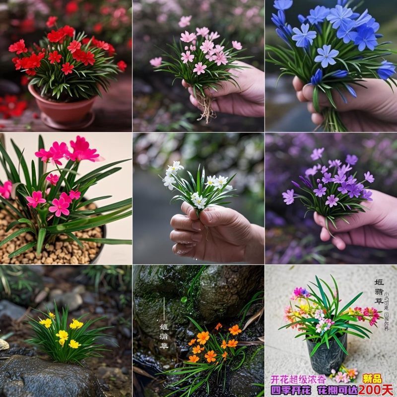 超香姬蒲草四季麦冬开花浓香型盆栽兰花室内绿植花卉好养菖蒲迷你