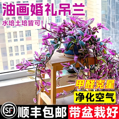 油画婚礼吊兰盆栽阳台垂吊紫露兰水培绿植物办公室内桌面四季花卉
