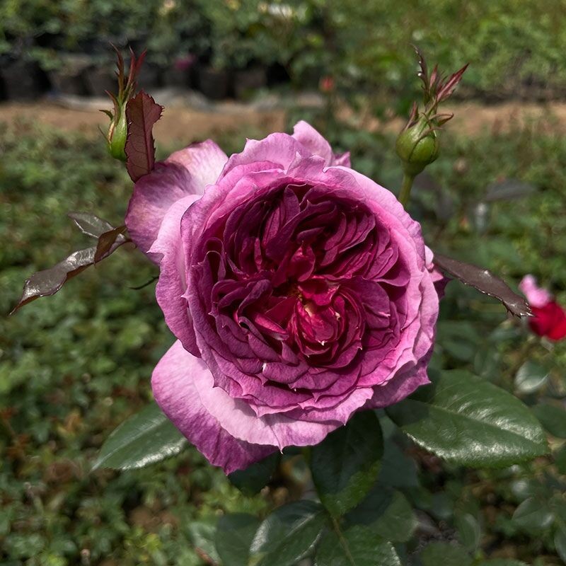 超新品【蓝莓蛋糕月季花】戴尔巴德系列玫大花浓香紫红色玫瑰花苗