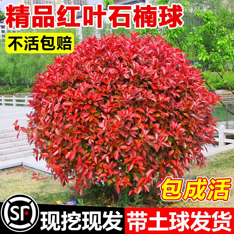 红叶石楠树苗球篱笆围墙工程绿化小苗木庭院别墅耐寒冬青四季常青
