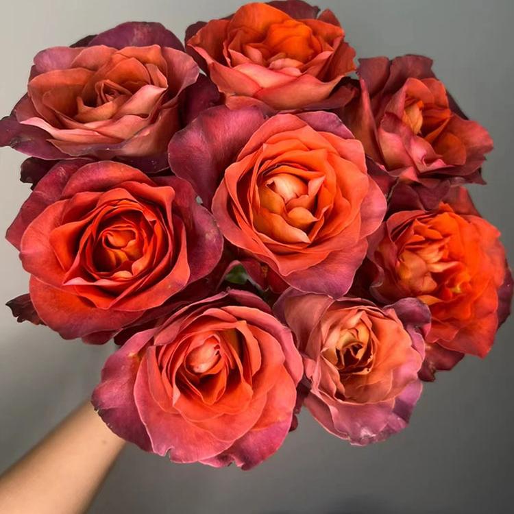 咖啡时间月季花苗开花特大花橘黄玫瑰花室内阳台四季盆栽花卉绿植