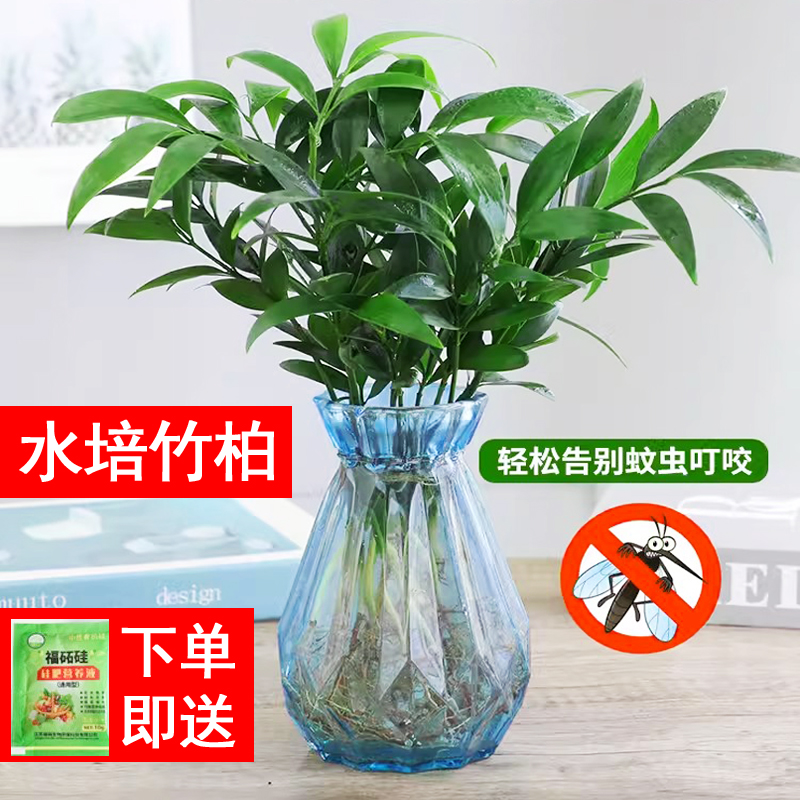 竹柏驱蚊竹水培植物室内客厅水养绿植花卉盆栽水培驱蚊竹四季好养