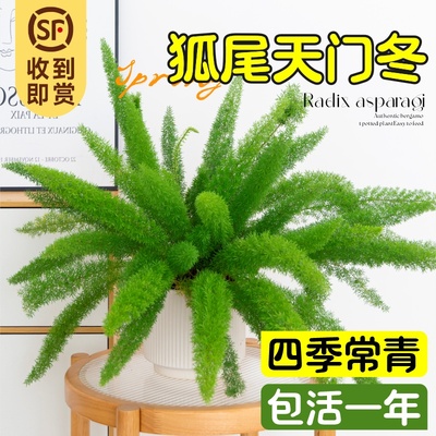 狐尾天门冬盆栽办公室内桌面摆放绿植物客厅阳台四季好养耐寒花卉