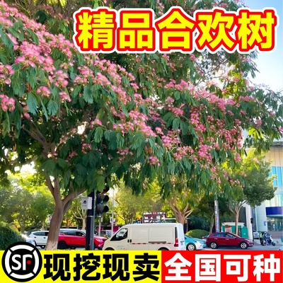 合欢花树苗绒花树行道风景大树庭院盆栽旱工程绿化乔木芙蓉花种植