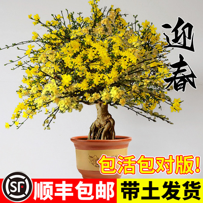 迎春花盆栽连翘老桩树苗阳台室内盆景报春花耐寒耐冻四季花卉植物