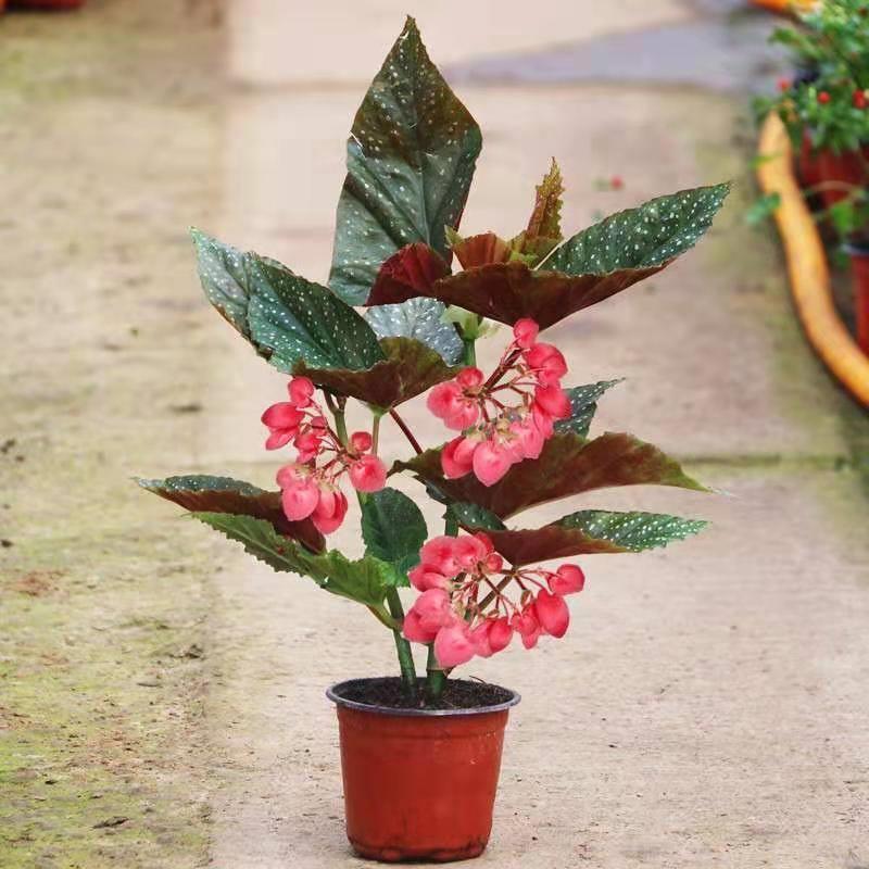 竹节海棠花盆栽大叶斑点四季斑叶竹节秋海棠花卉绿植物室内花好养