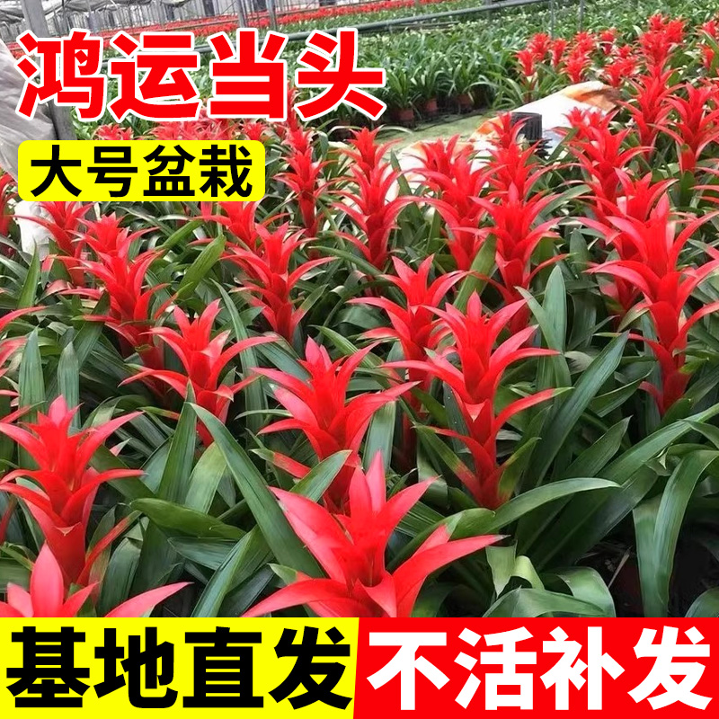 鸿运当头客厅大盆栽四季带花小红星室内植物红掌凤梨吸甲醛大绿植