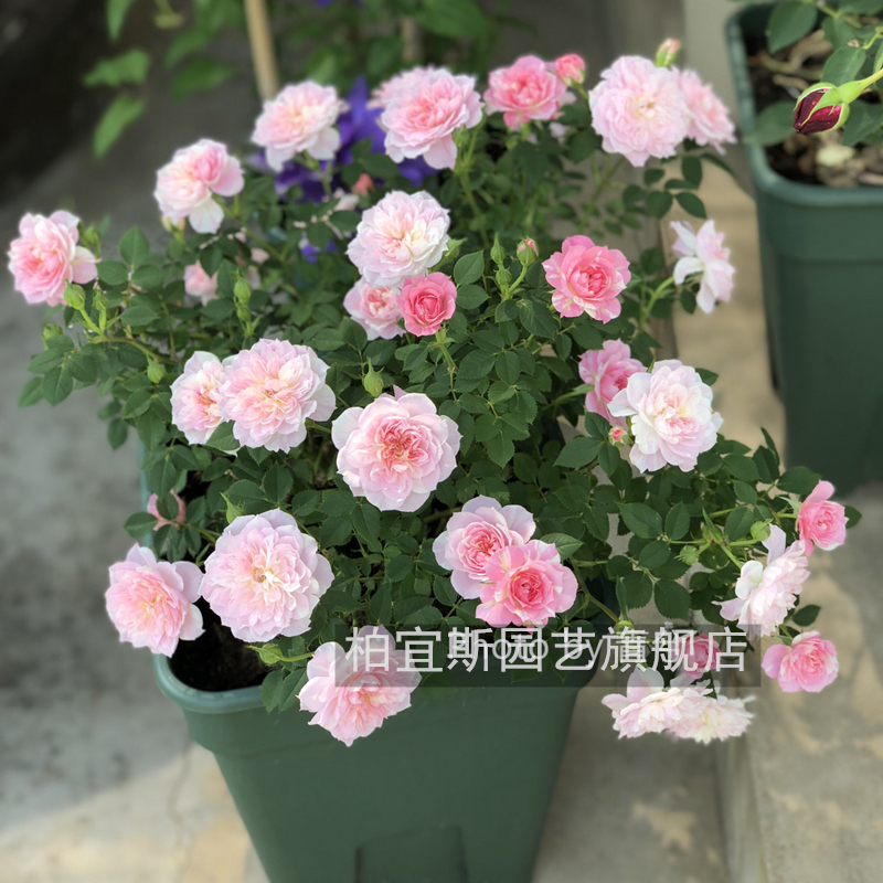 幸福之门/护身符  微型月季适合盆栽爆盆罕见条纹勤花月季-许木木