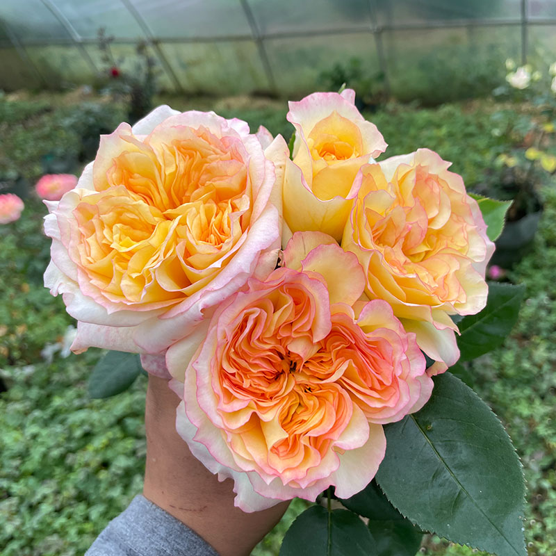 戴尔巴德新品月季花1橘子酱灌木大花浓香月季多季开花抗病强勤花
