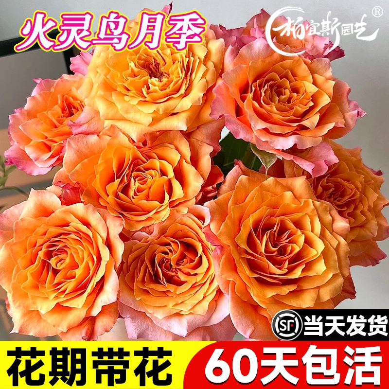 火灵鸟月季花苗灌木爬滕蔷薇多季开花庭院阳台浓香型花卉盆栽好养