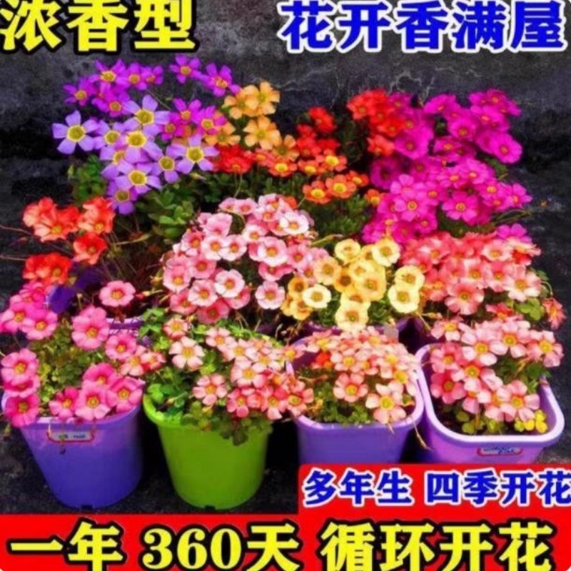 酢浆草净化空气办公桌面