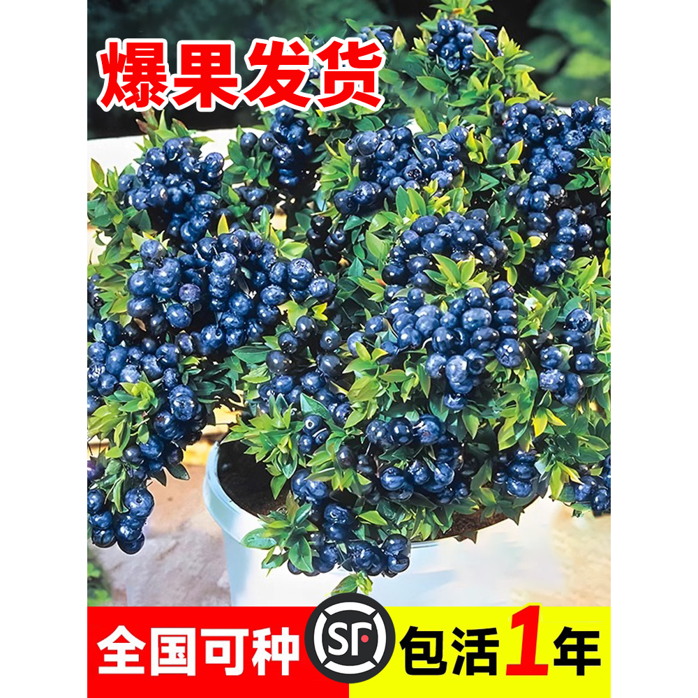 蓝莓树果苗盆栽带南北方耐