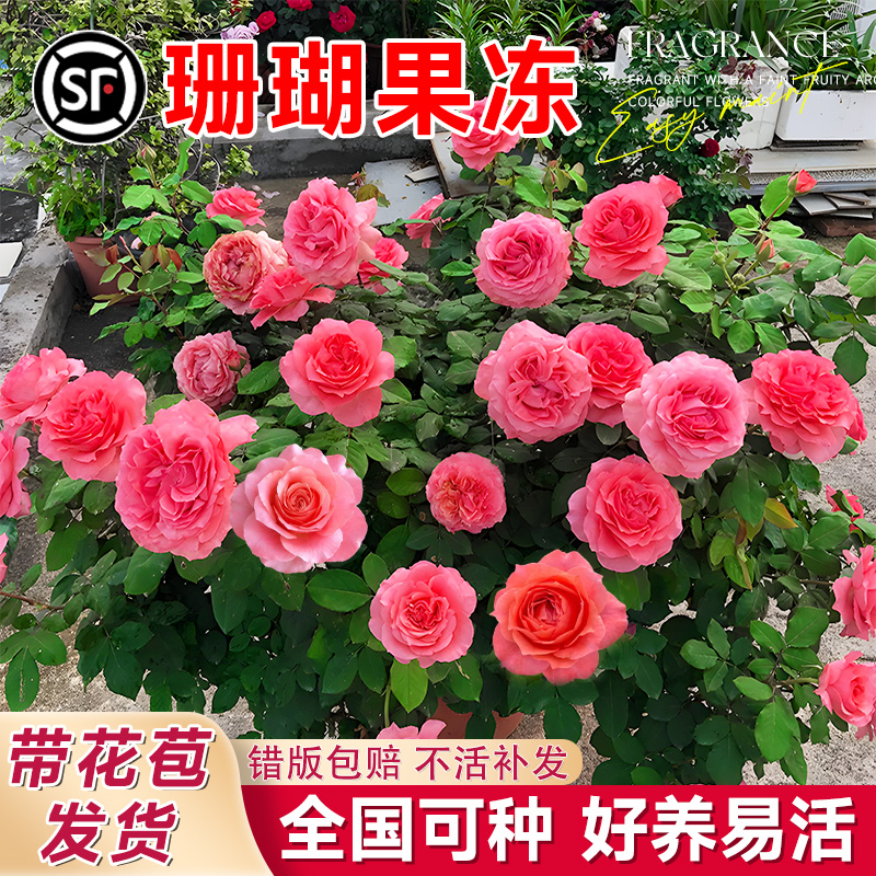 珊瑚果冻月季灌木花苗粉色多季开花带花苞耐热好养盆栽花卉绿植物