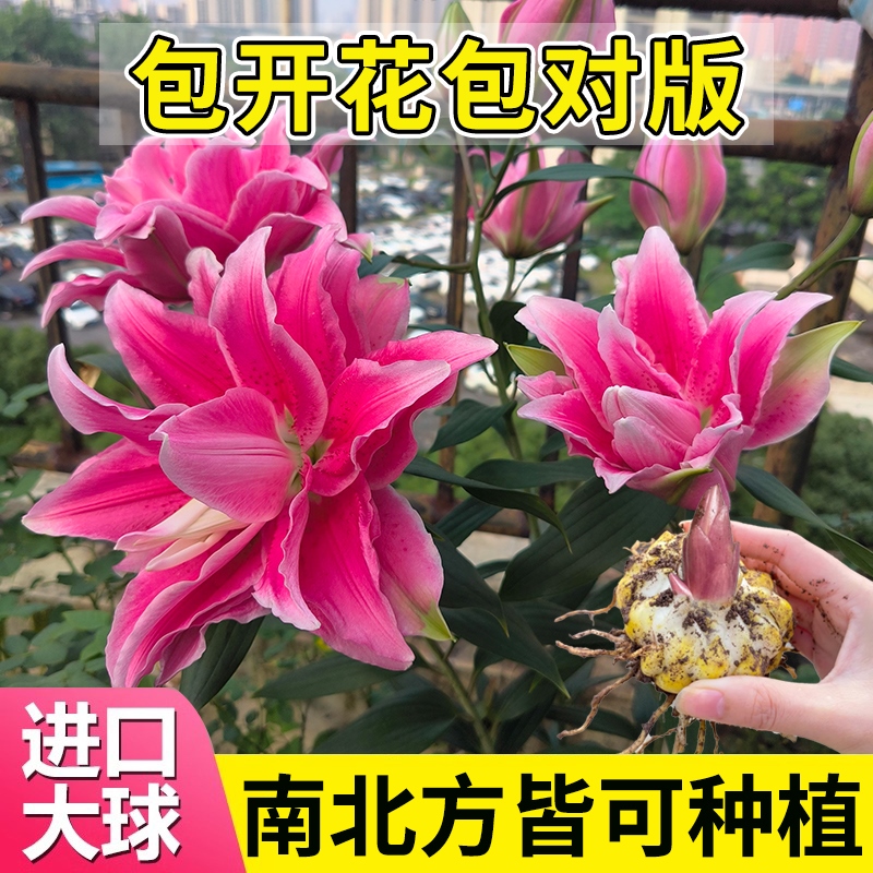 10颗香水百合种球大重瓣四季开室内易活花卉鲜花盆栽植物花种籽子