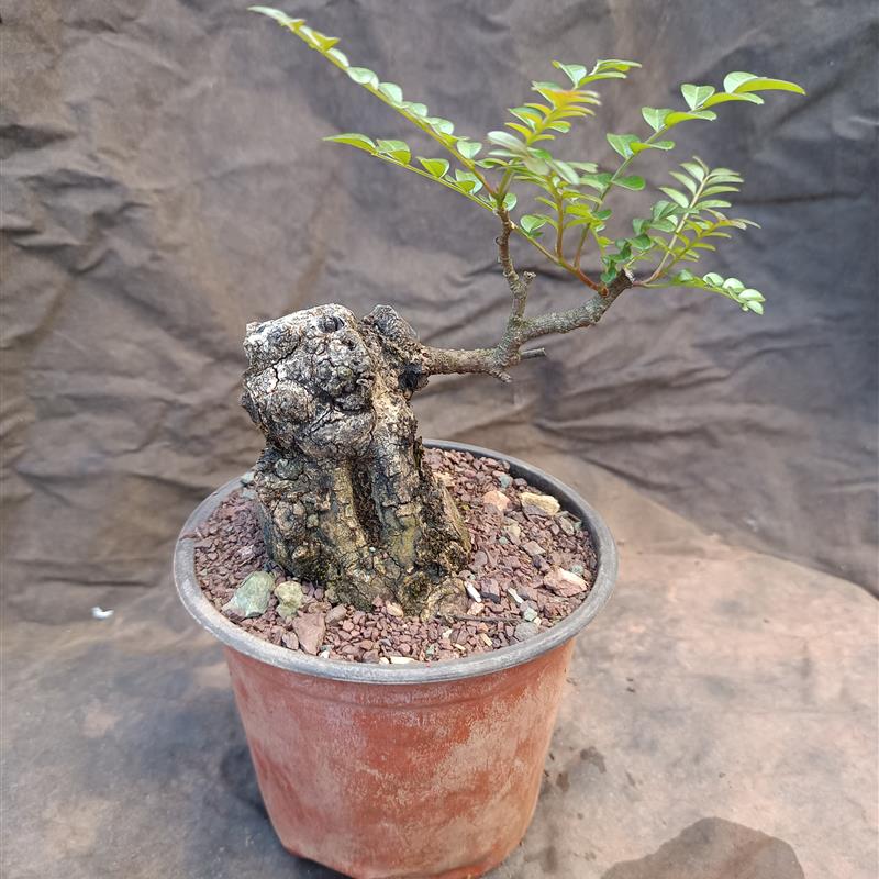 清香木盆景,老桩盆栽,一物一拍,鲜活植物看好再下单