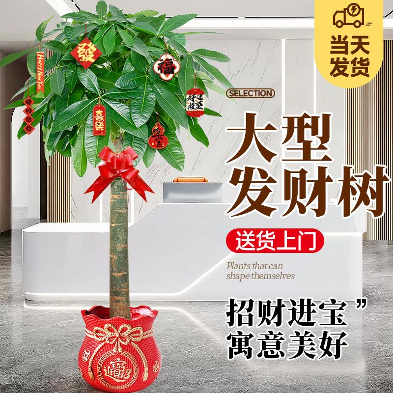 发财树盆栽大棵室内摆客厅大型招财树绿植办公室乔迁新家开业植物