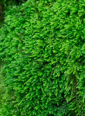 鲜活苔藓微景观盆景铺面青苔装饰假山水陆缸雨林造景材料植物