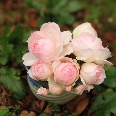 斯蒂芬妮古城堡月季花苗四季开花丰花勤花大花阳台盆栽室外庭院