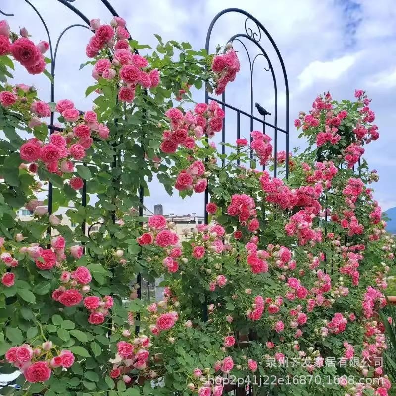 花园攀爬架爬藤架栅栏花架铁艺种植月季铁线莲植物蔷薇支撑杆户外