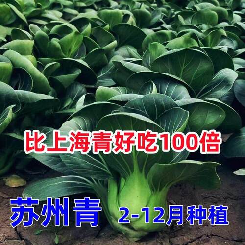 耐热寒上海青菜种子四季苏