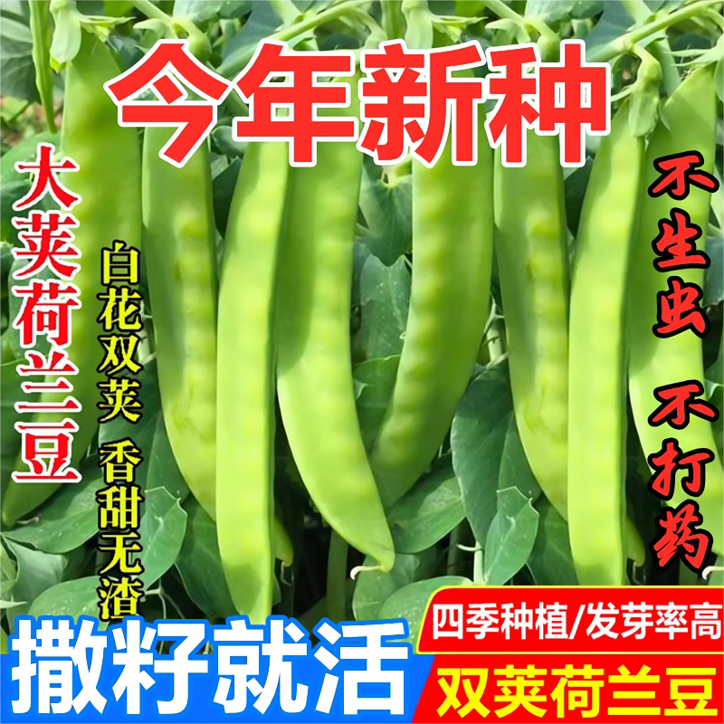 荷兰豆种子正宗豌豆种子耐寒特大高产老品种甜种植阳台越冬