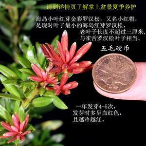 新品海岛血红芽金彩小红帽罗汉松盆景素材四季盆栽植物窗庭院阳台