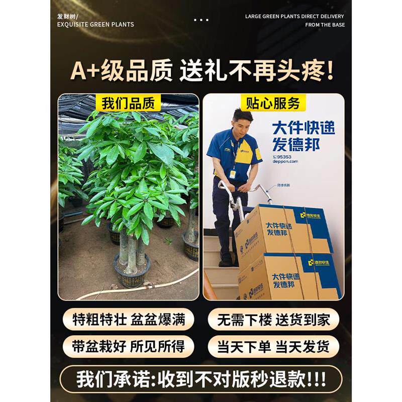 发财树客厅大型植物盆栽绿植步步高招财树办公室开业乔迁之喜大气