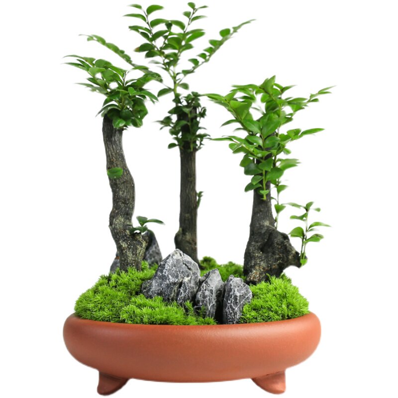 小叶紫檀盆景室内迷你小盆栽办公室绿植四季老桩创意植物客厅花卉