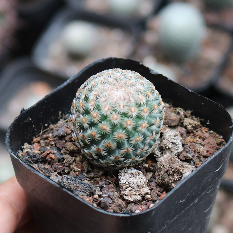 神慧实生仙人球稀有品种软刺开花美观好养仙人掌多肉阳台庭院小盆