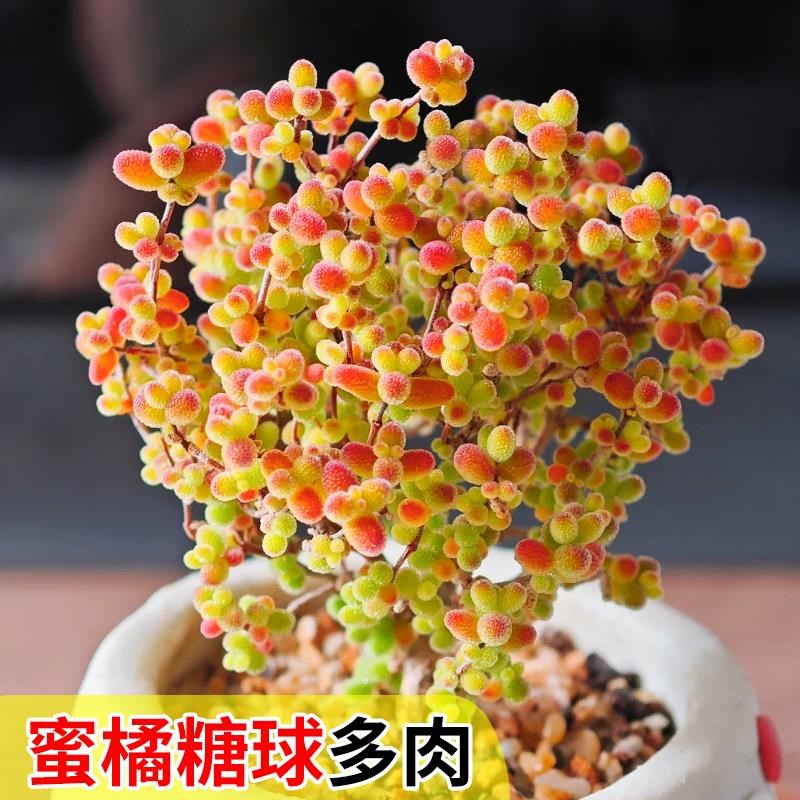 多肉植物糖球枝干番杏花卉高端盆栽稀有品种名贵精品大绿植好养活