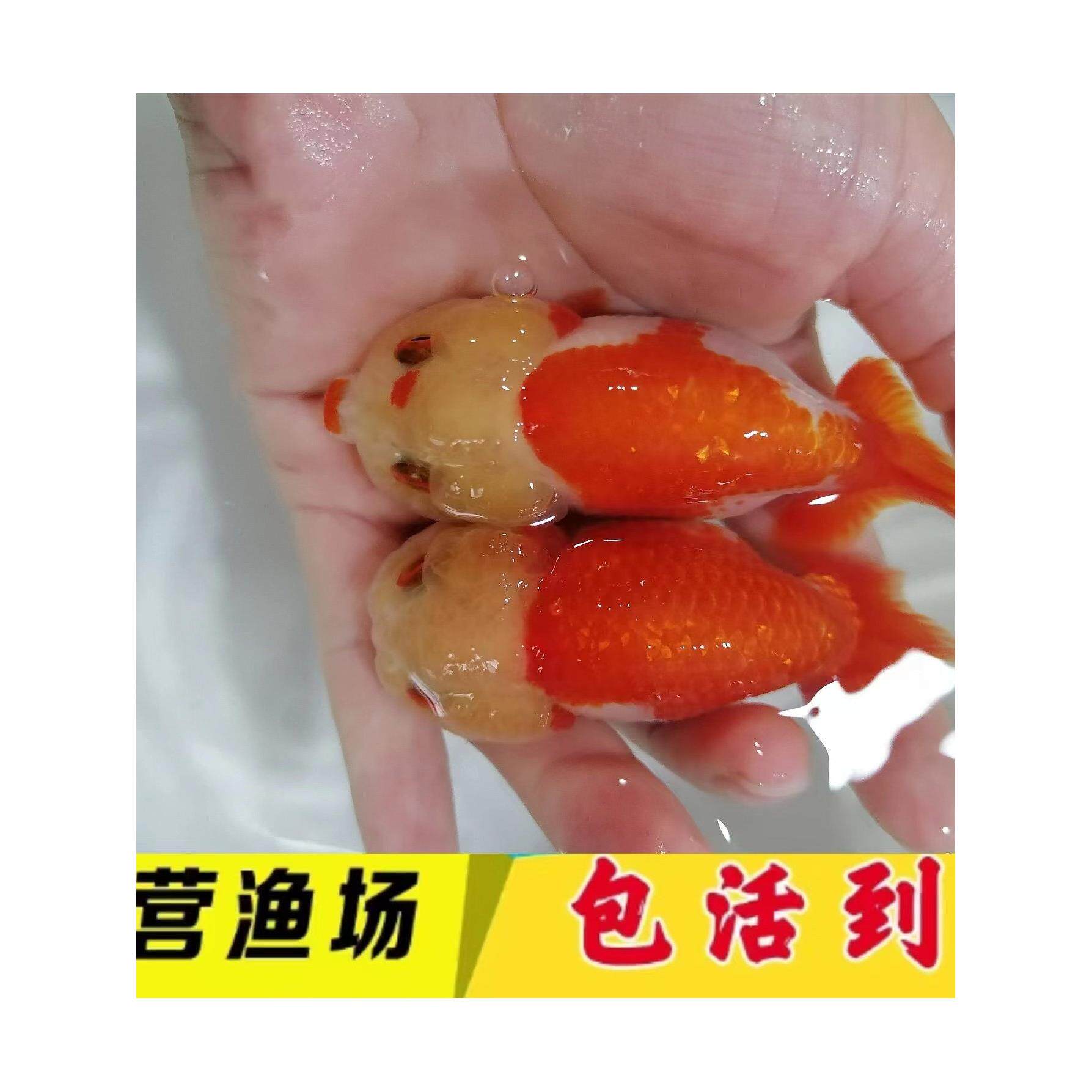 金鱼活体金鱼苗观赏鱼活体淡水鱼小型冷水鱼泰狮兰寿