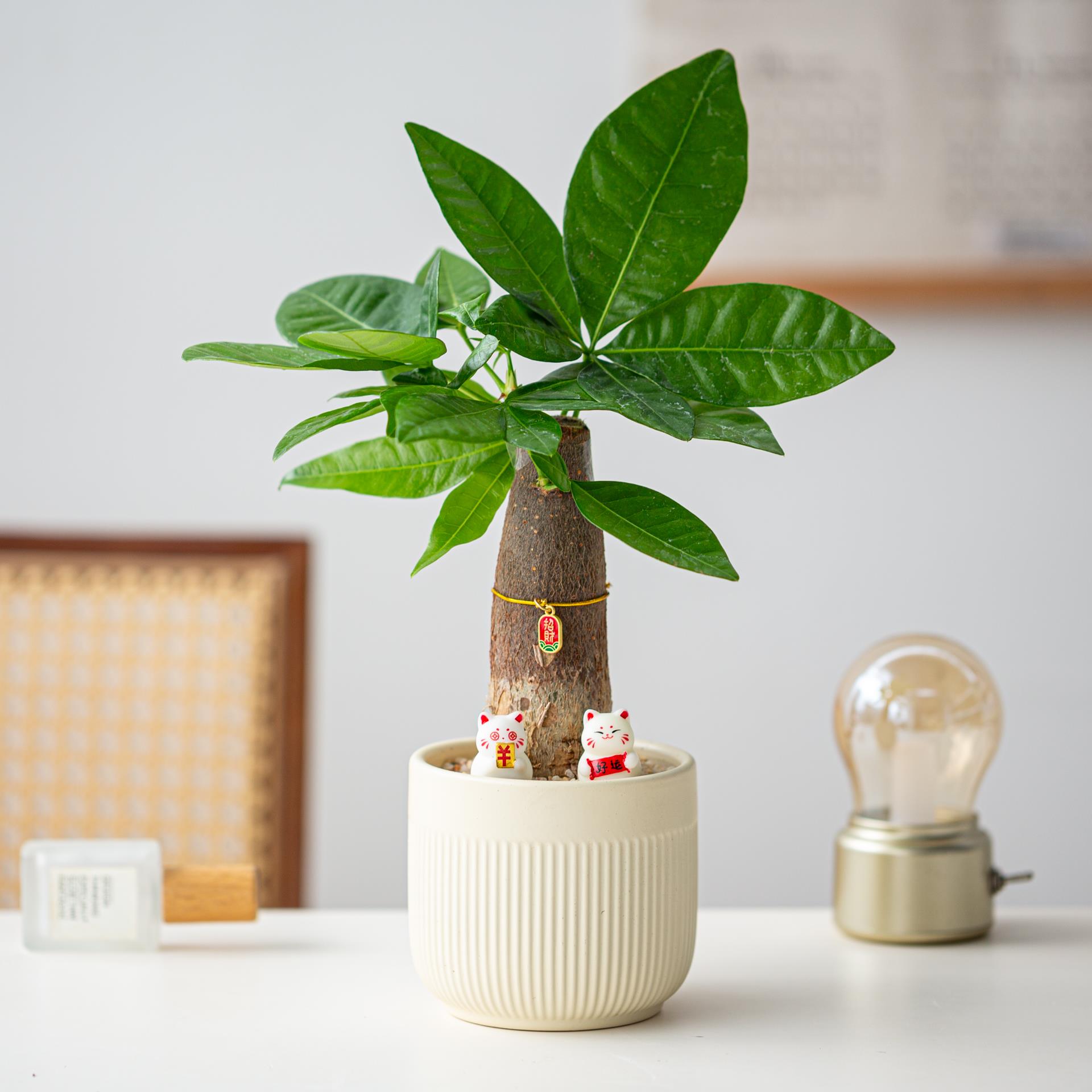 【招财好运】发财树绿植女生桌面摆件趣味绿植物创意生日礼物盆栽