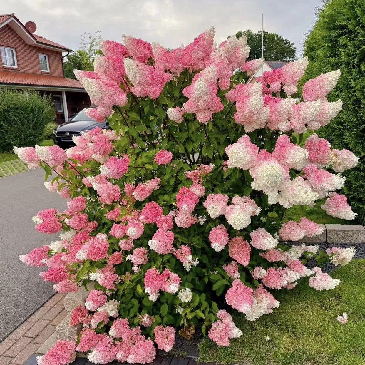 圆锥绣球花苗石灰灯香草草莓盆栽阳台八仙花庭院耐寒植物花卉大花