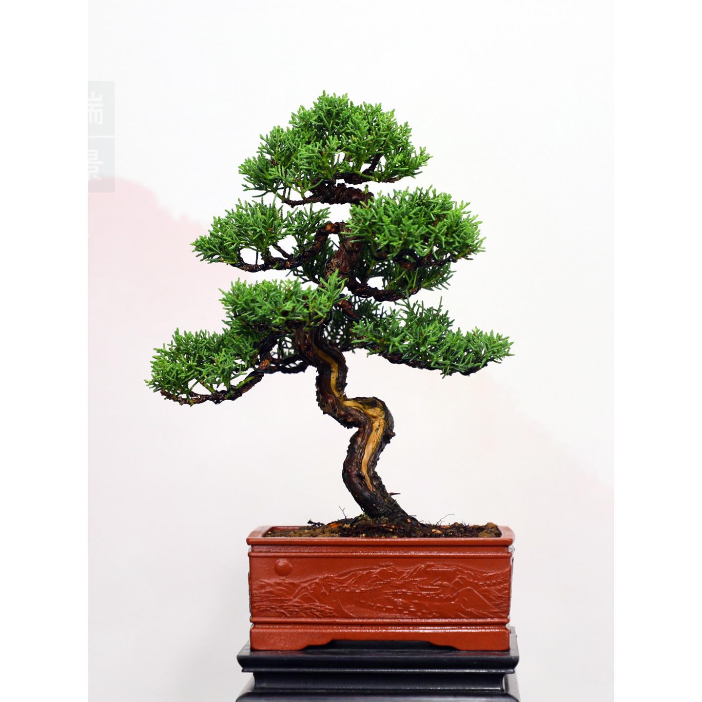 精品真柏小老桩松柏盆景四季常青植物办公居家盆栽耐寒耐冻盆景送