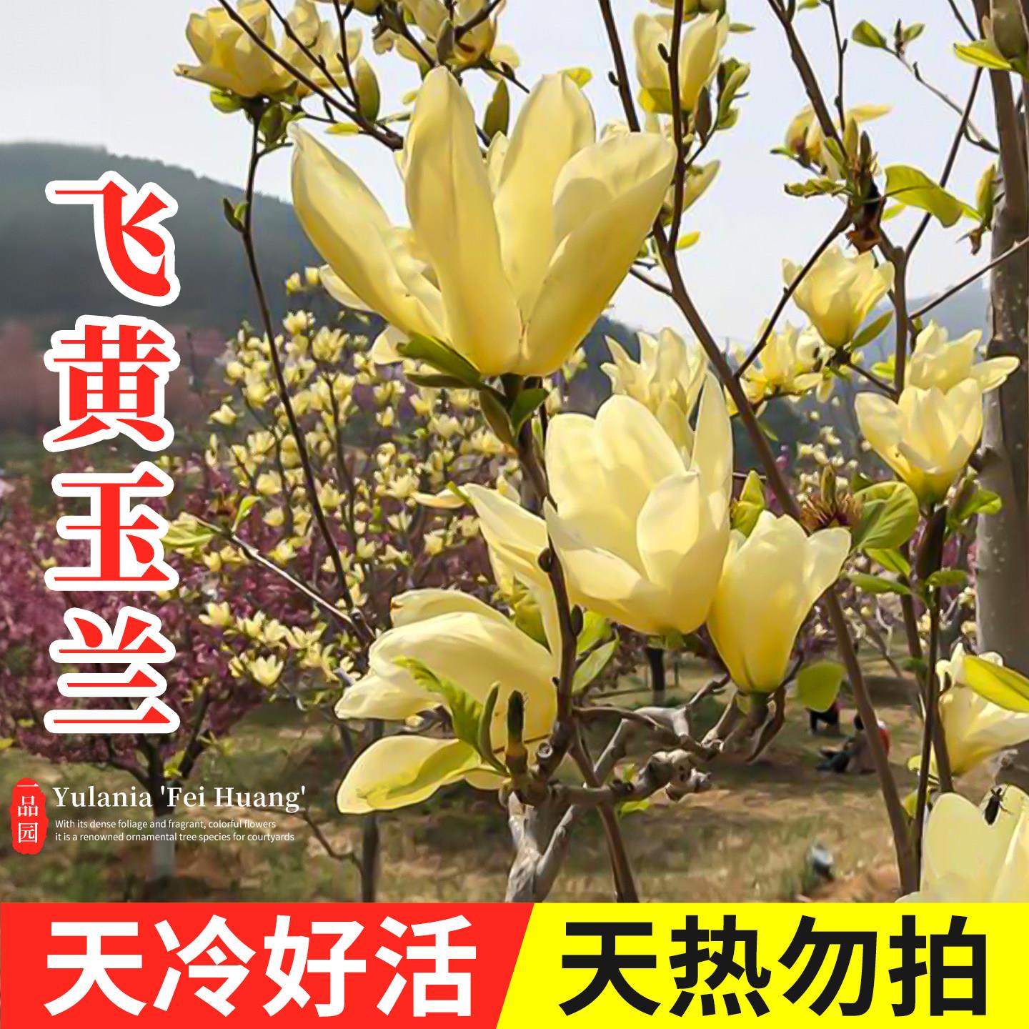 玉兰树苗庭院室外南方北方耐热耐冻耐寒木本花卉植物黄玉兰花苗
