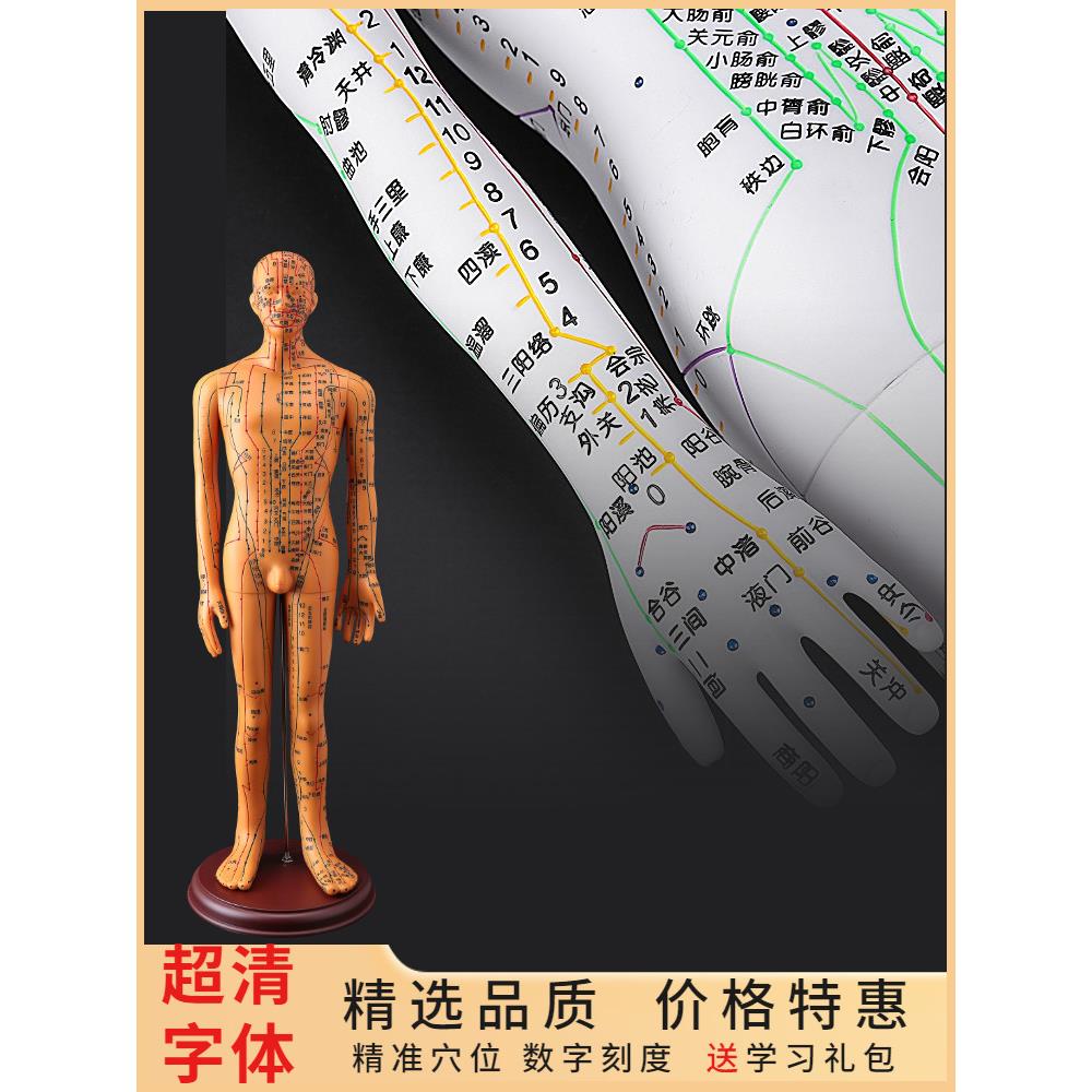 人体针灸模型人体经络穴位中医全身十二铜人模型图可绑成针灸练习
