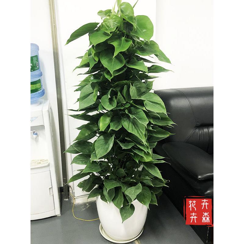 成都卉森花卉心叶藤绿萝盆栽室内吸甲醛植物客厅大型净化空气好养