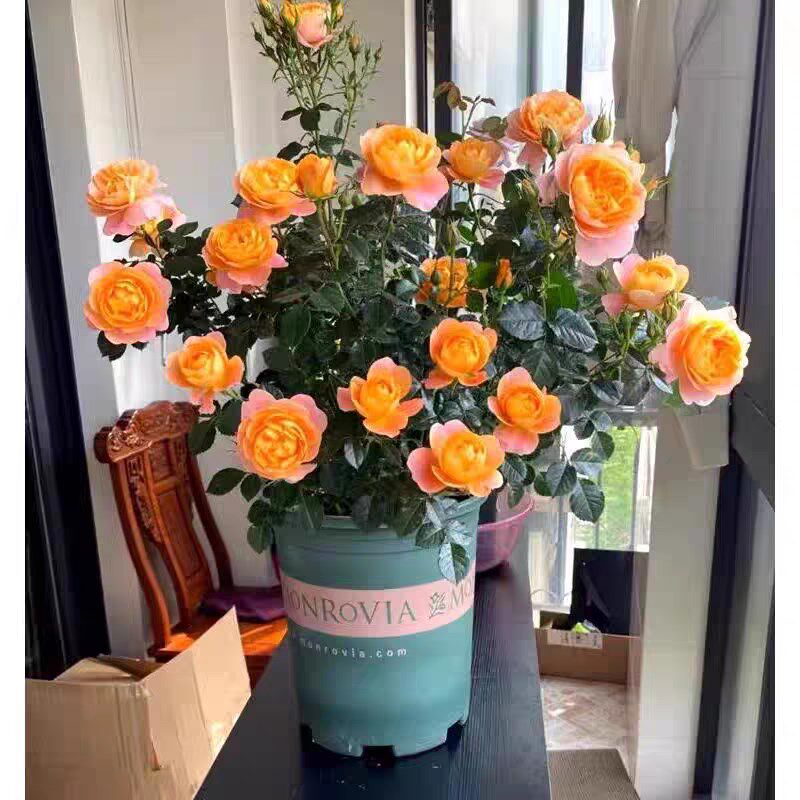 果汁阳台月季大苗玫瑰花苗盆栽庭院四季开花带花苞室内观花植物