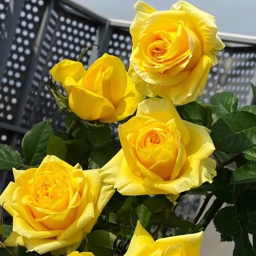 苏格兰奶油玫瑰花月季花苗浓香切花盆栽四季灌木庭院阳台花驱蚊虫