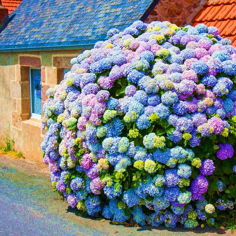 别墅花园植物绣球花苗老桩特大苗阳台盆栽好养花卉无尽夏圆锥绣球