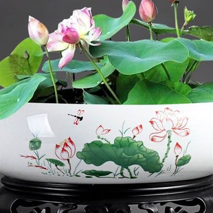 大号无孔碗莲荷花水培铜钱草水仙绿萝花盆陶瓷盆创意水养专用容器